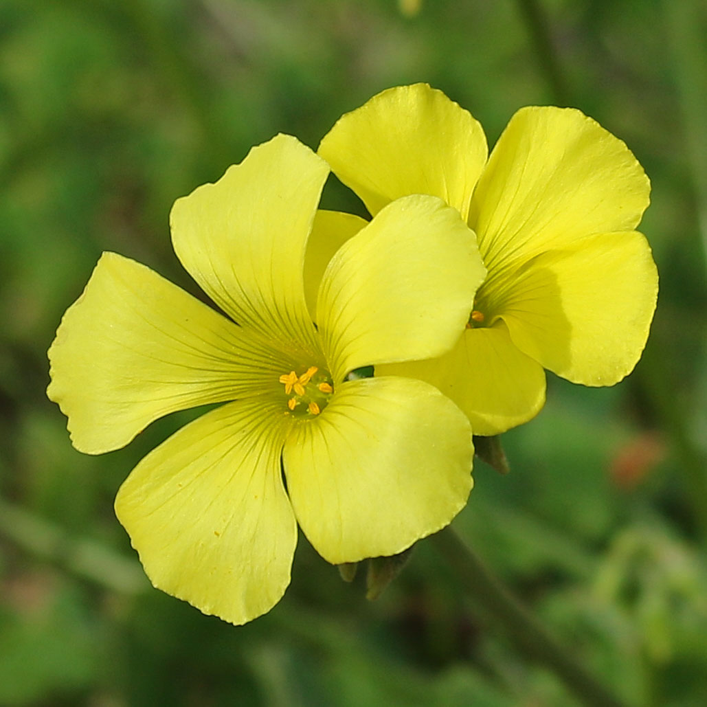 40 Most Common Wildflowers at the Reserve Point Lobos Foundation